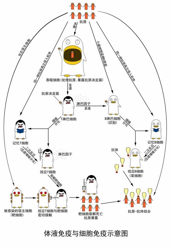 体液免疫与细胞免疫的示意图(只适用于高中)