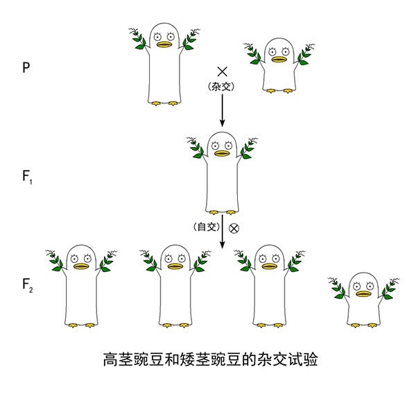 高茎豌豆和矮茎豌豆的杂交试验