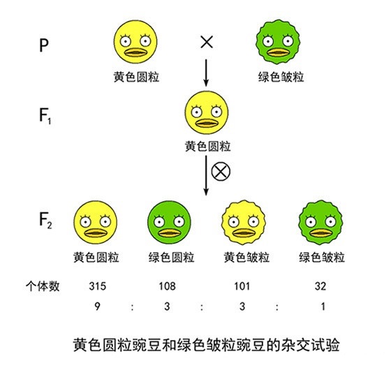 黄色圆粒豌豆和绿色皱粒豌豆的测交实验